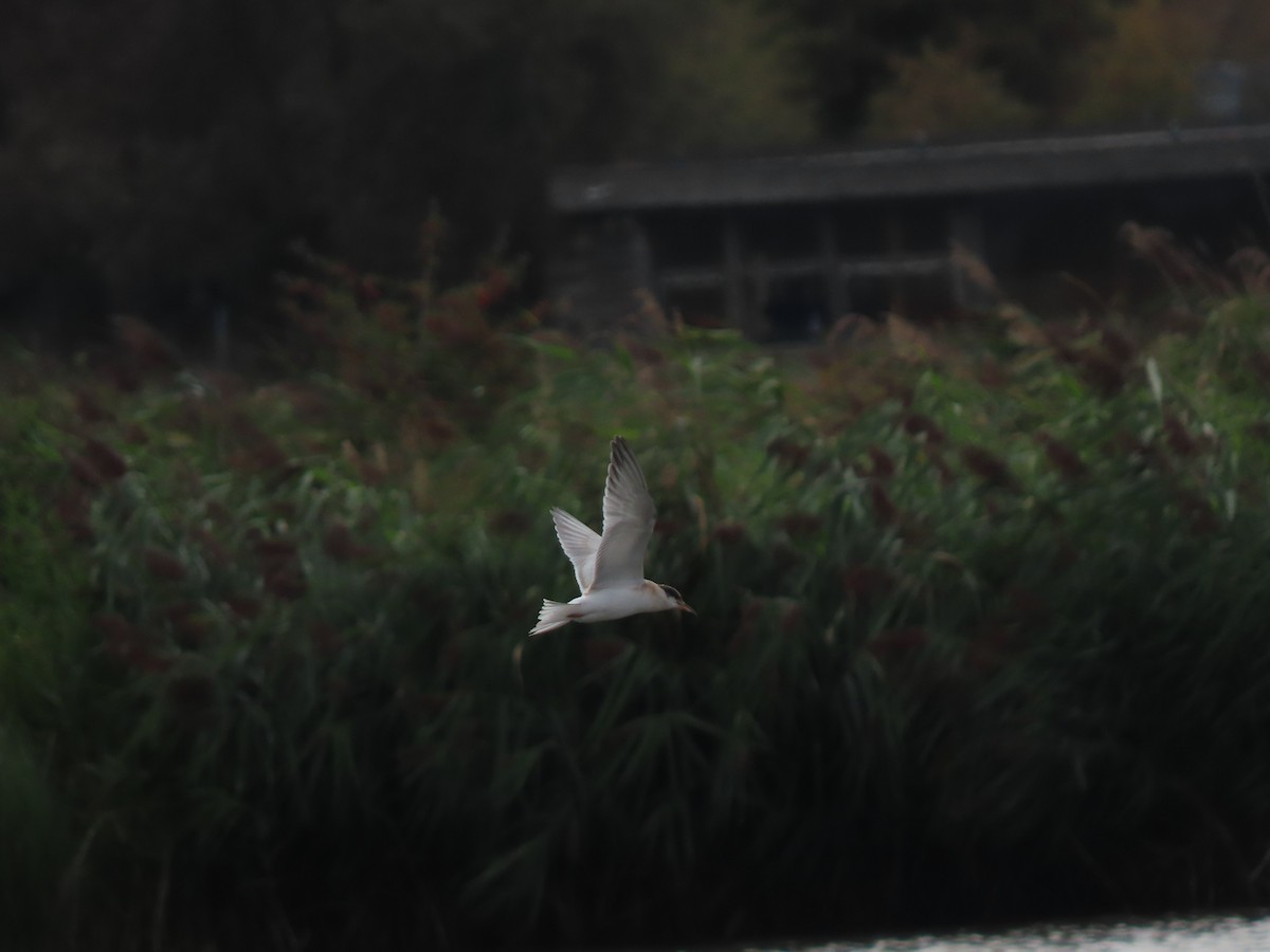 Common Tern - ML641004581