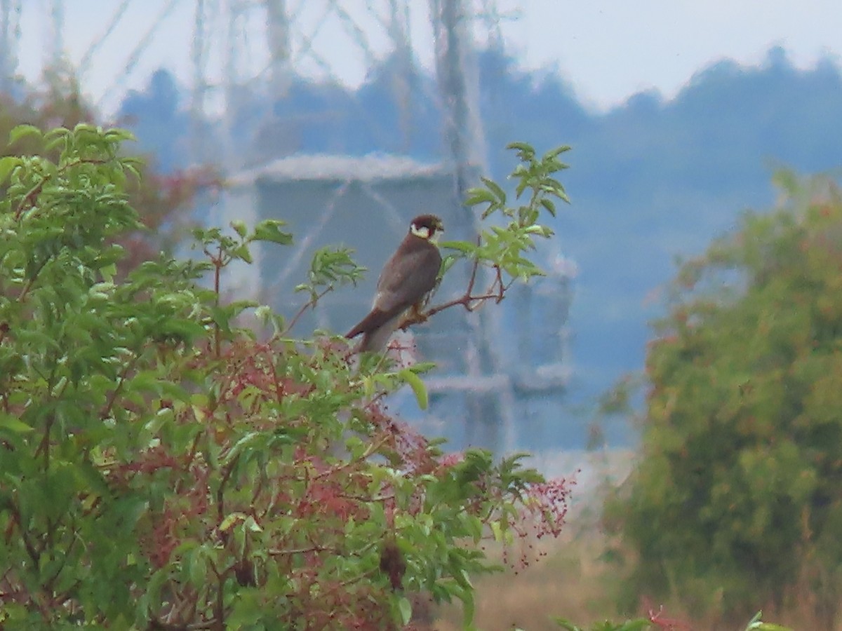 Eurasian Hobby - ML641004585