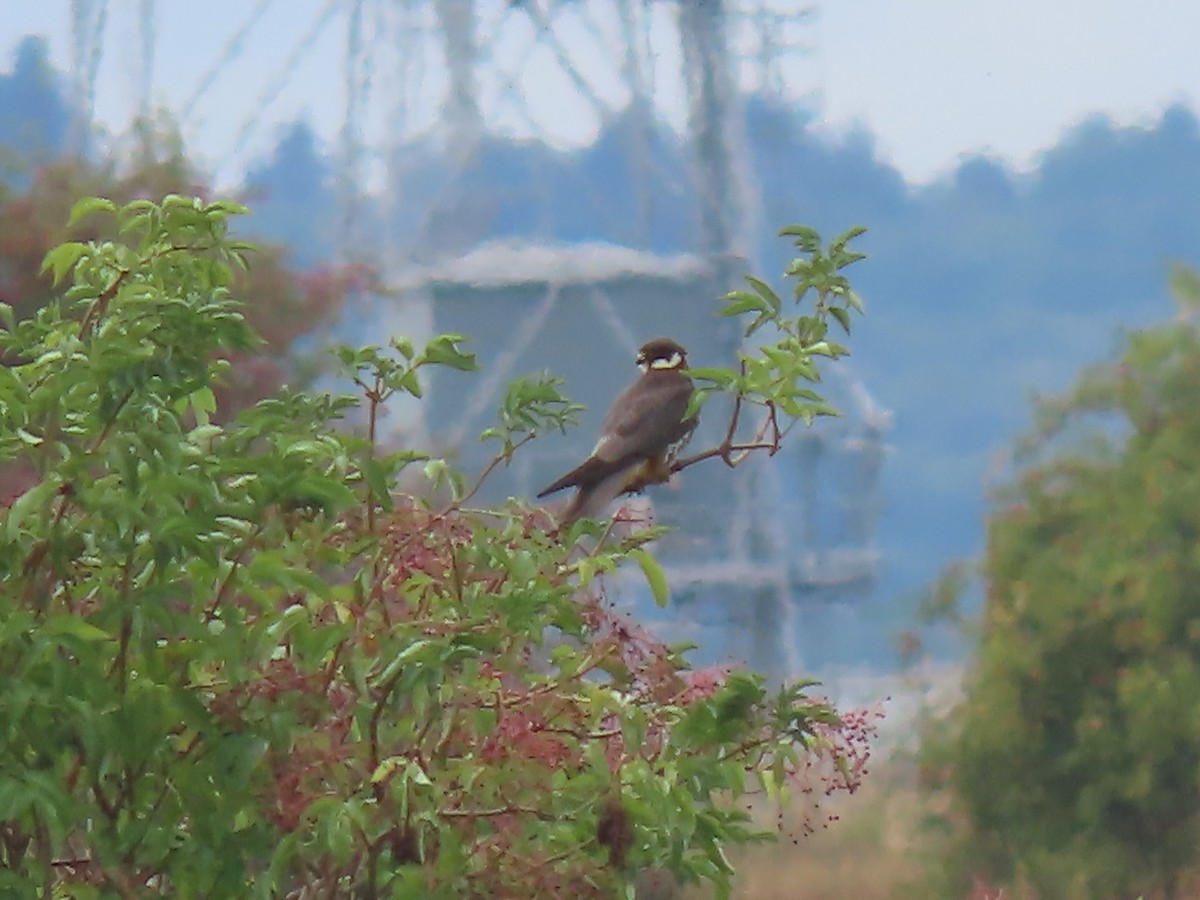 Eurasian Hobby - ML641004586