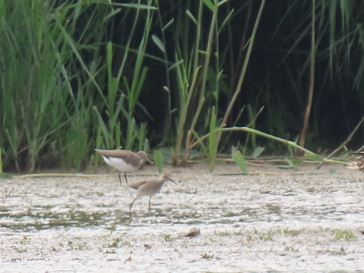 Green Sandpiper - ML641004601