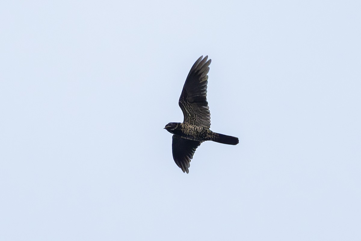 Malaysian Eared-Nightjar - ML641004655