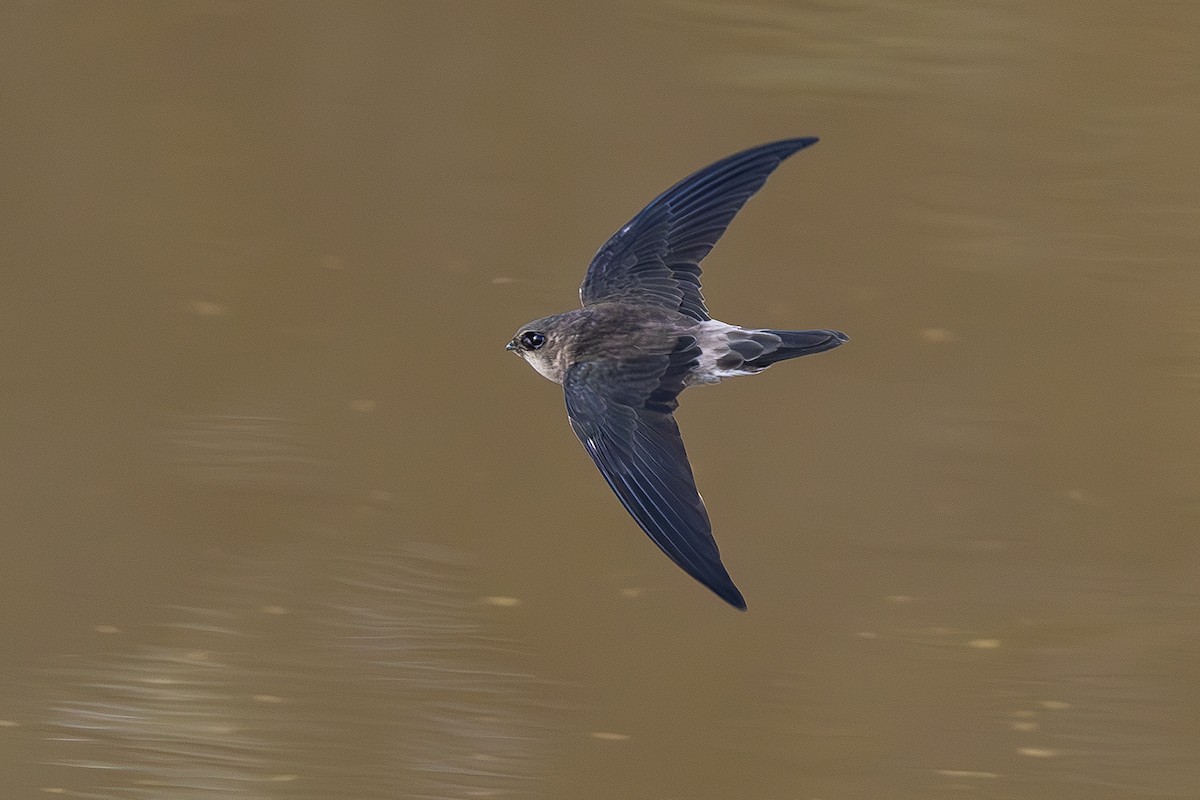 White-nest Swiftlet - ML641004658