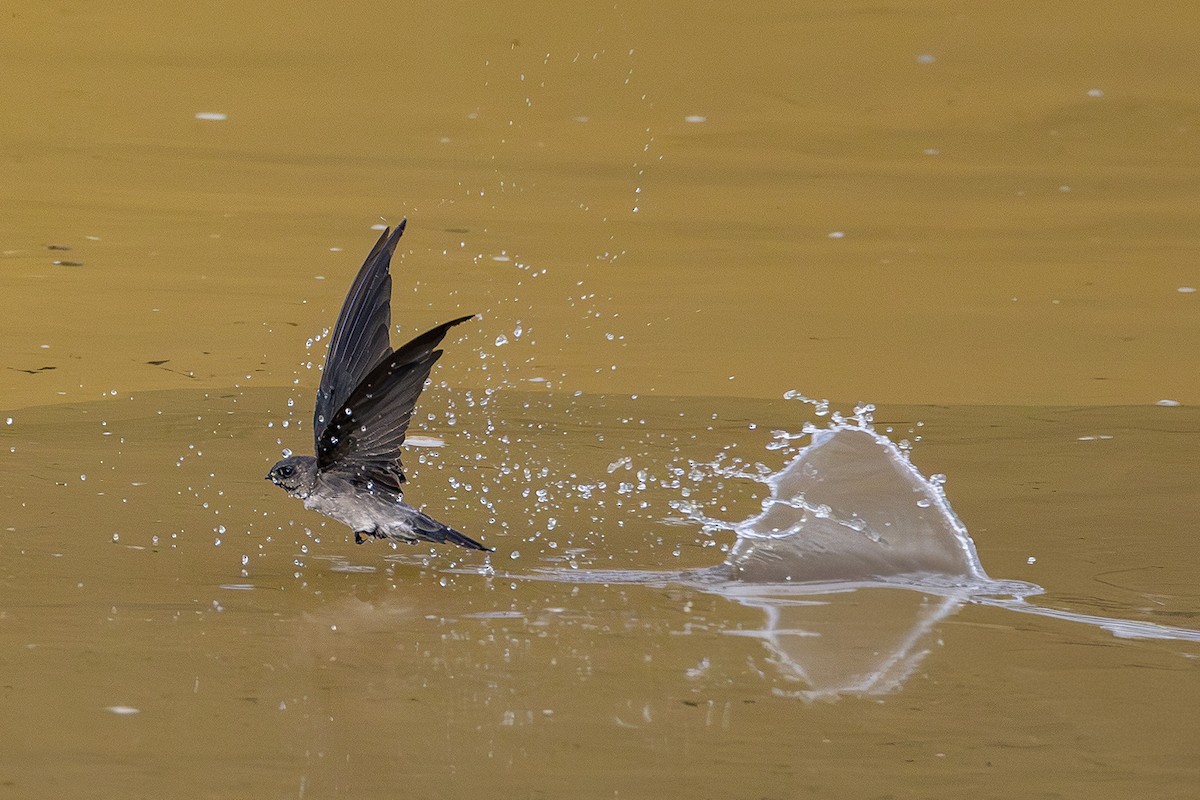 White-nest Swiftlet - ML641004659
