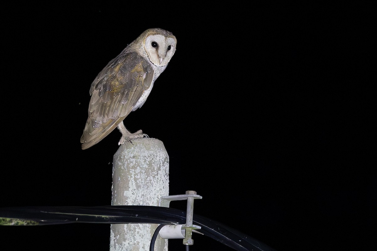Eastern Barn Owl - ML641004665