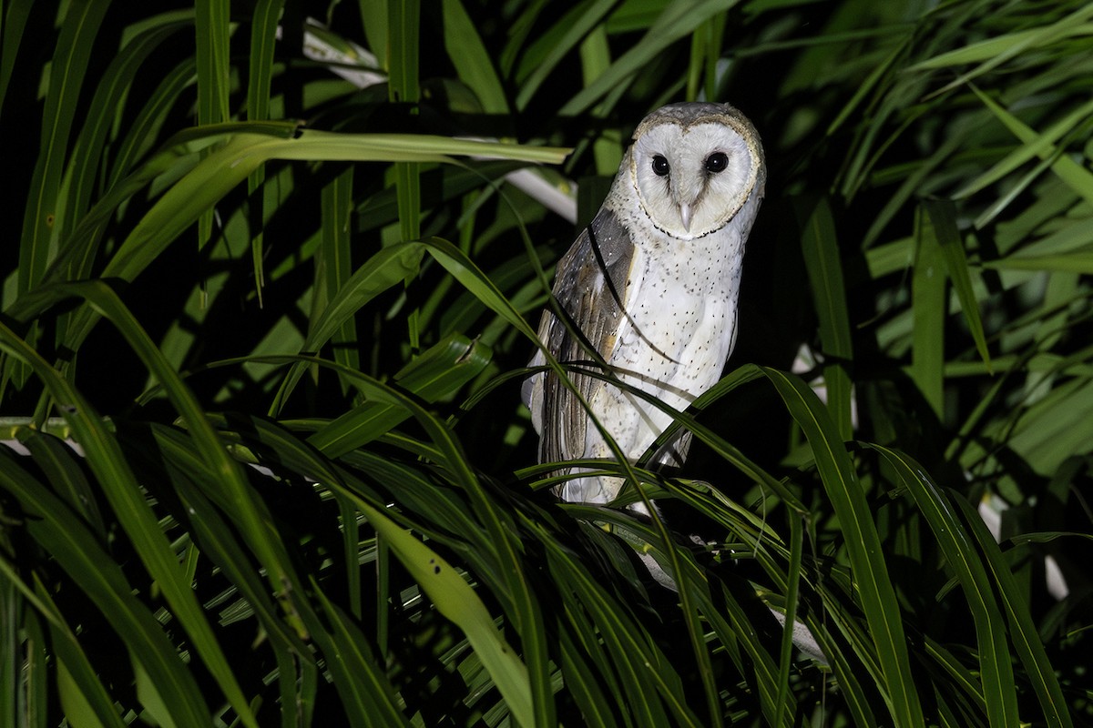 Eastern Barn Owl - ML641004666