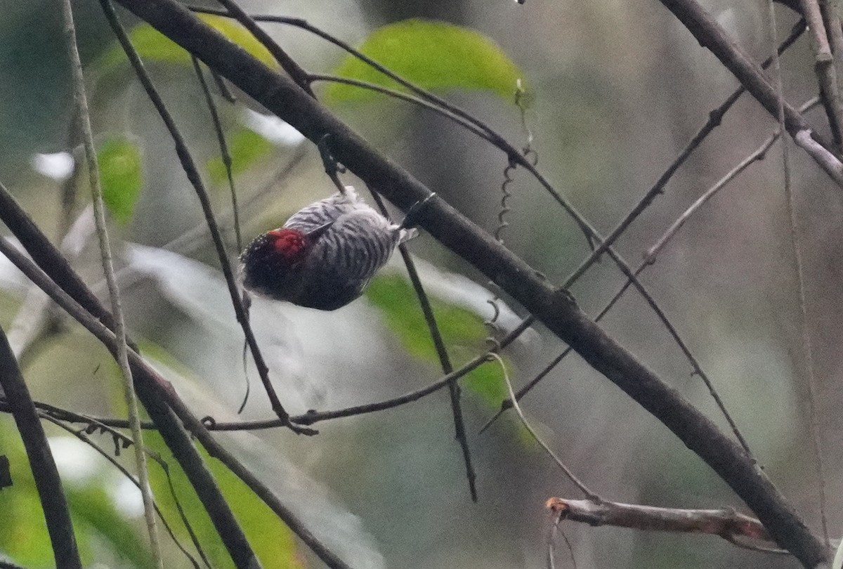 White-barred Piculet - ML641004669