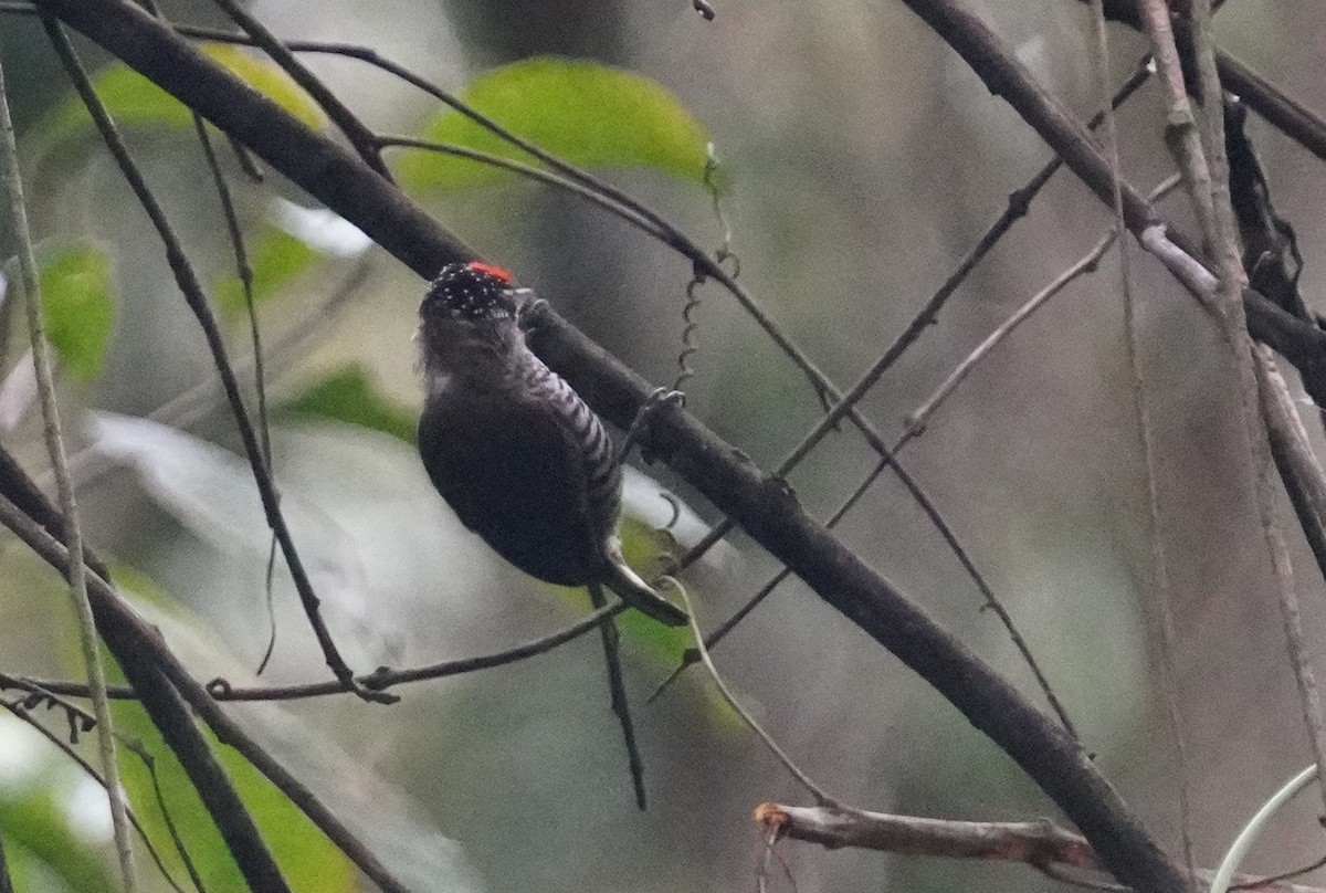 White-barred Piculet - ML641004680