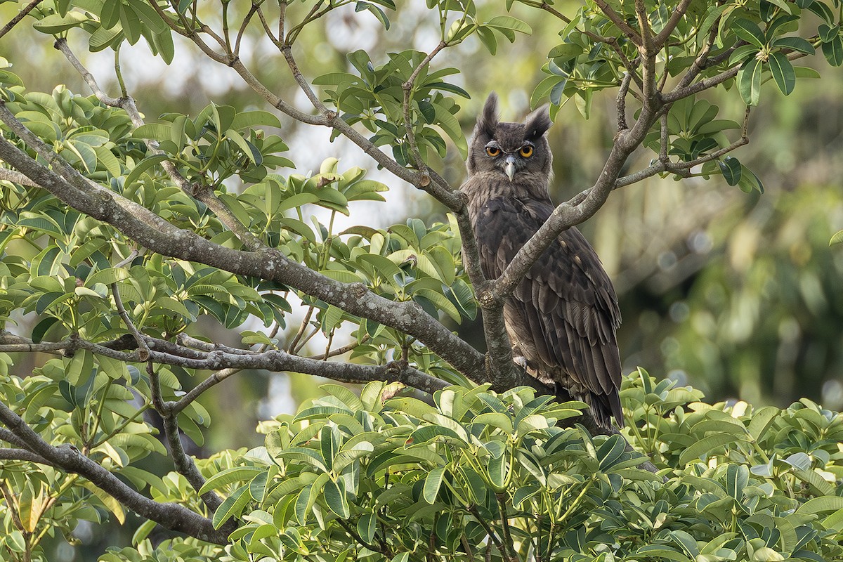 Dusky Eagle-Owl - ML641004681