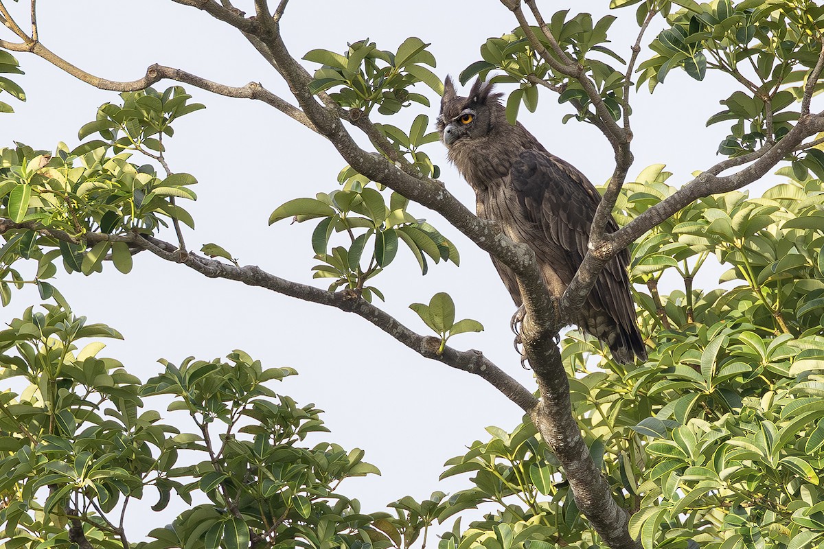 Dusky Eagle-Owl - ML641004682