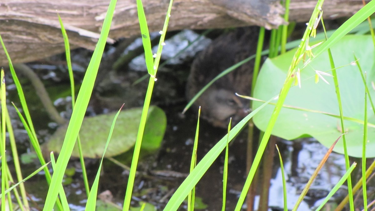 Virginia Rail - ML641004686