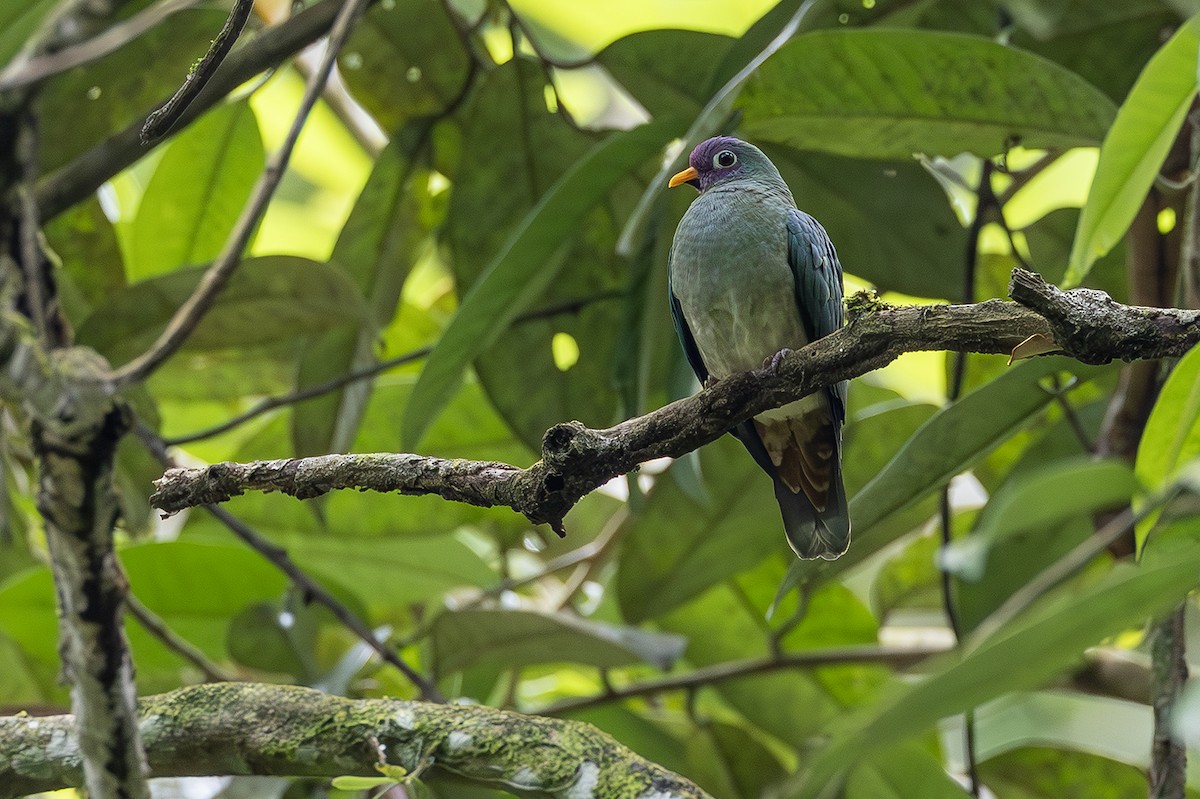 Jambu Fruit-Dove - ML641004706