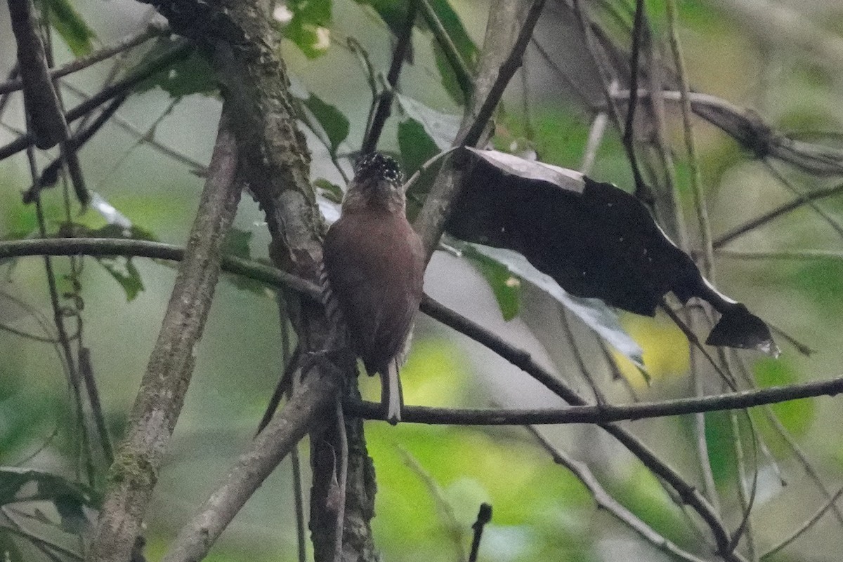 White-barred Piculet - ML641004748