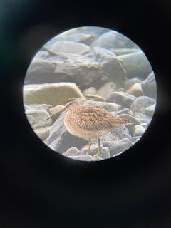 Short-billed Dowitcher - ML641004756