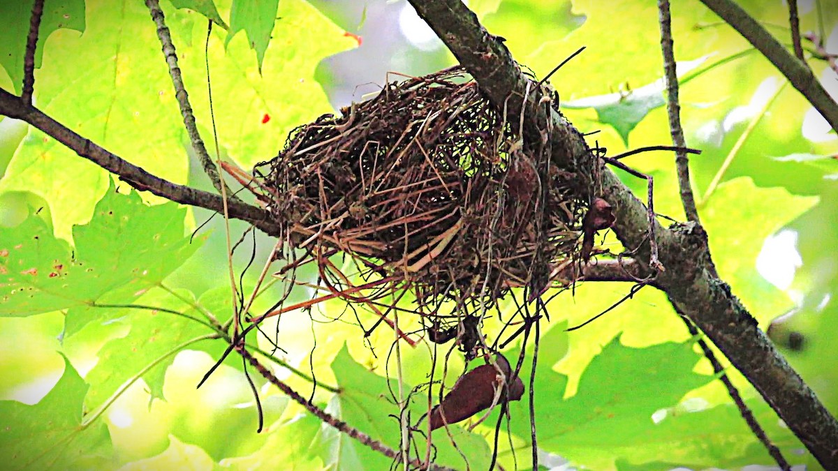 Acadian Flycatcher - ML641004759