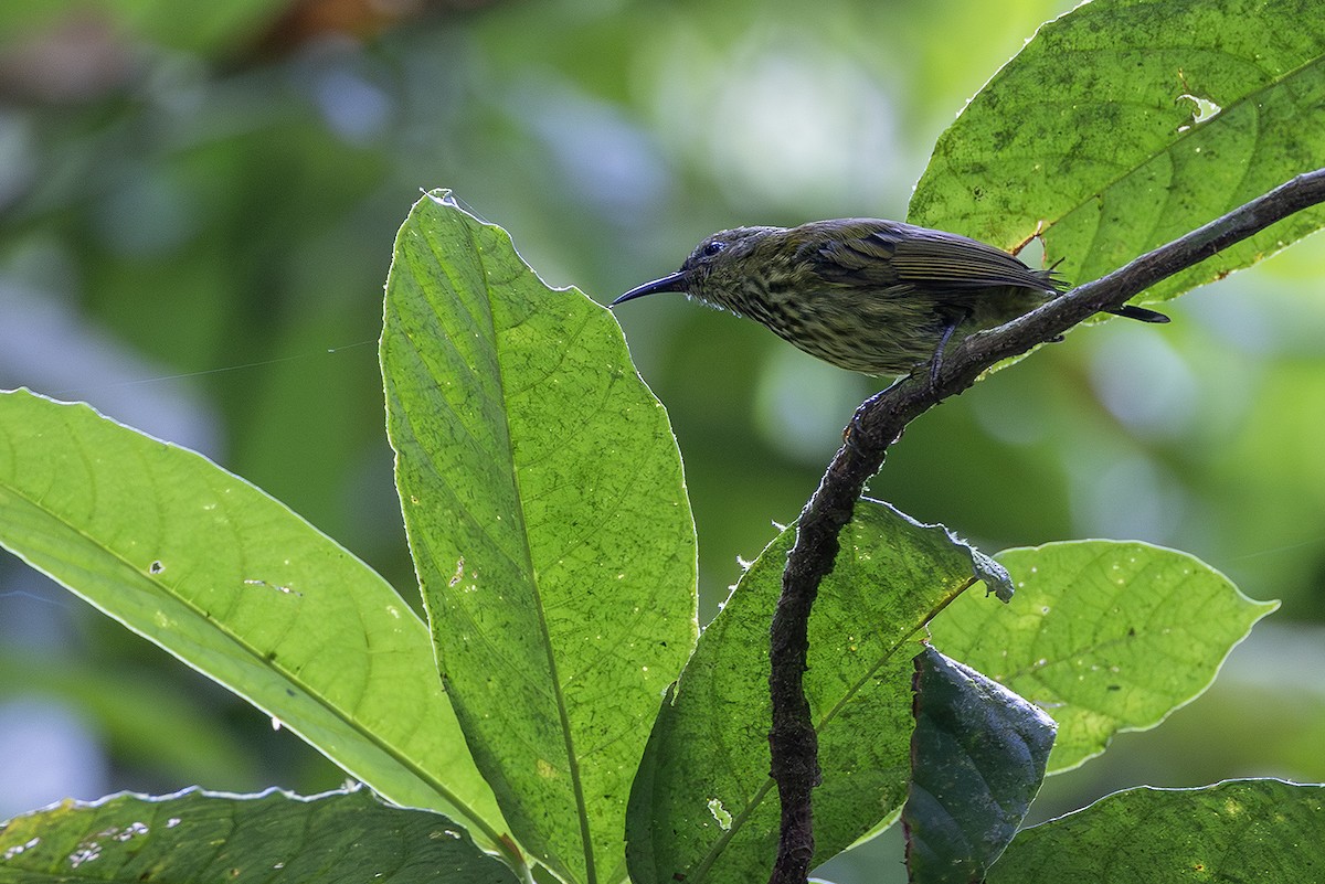 Purple-naped Spiderhunter - ML641004760