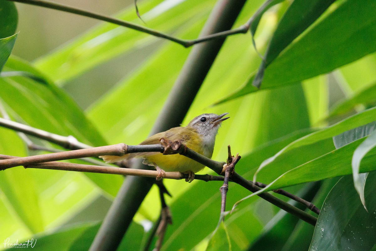 Yellow-bellied Warbler - ML641004773