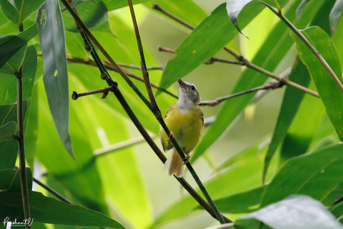 Yellow-bellied Warbler - ML641004774