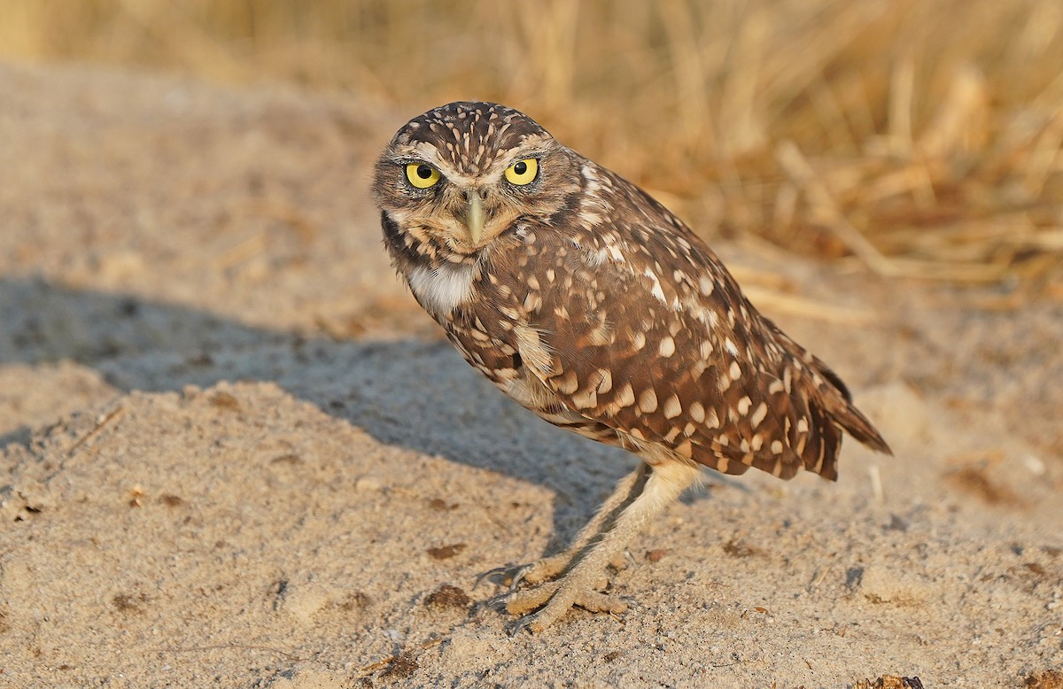 Burrowing Owl - ML641004787