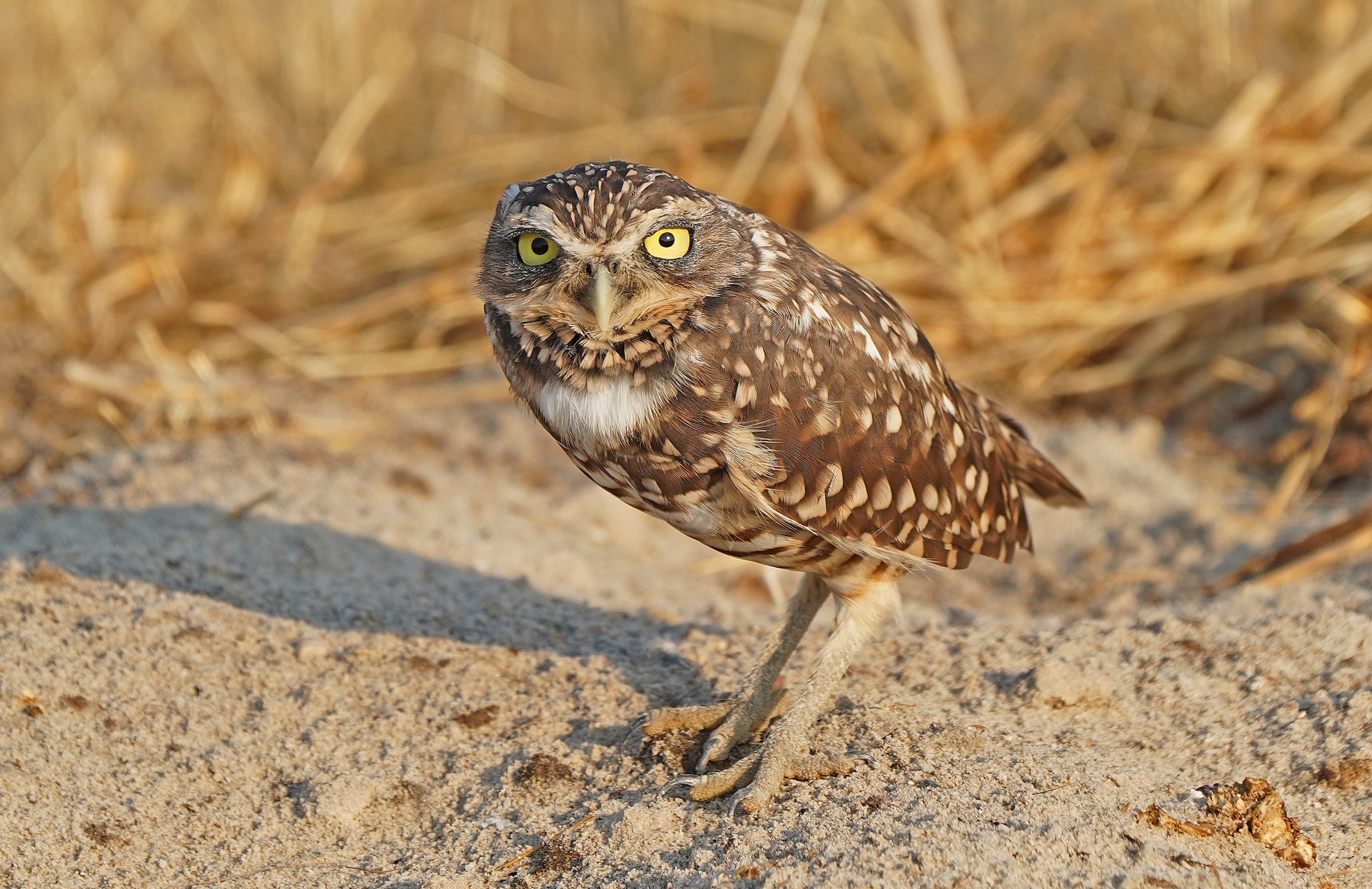 Burrowing Owl
