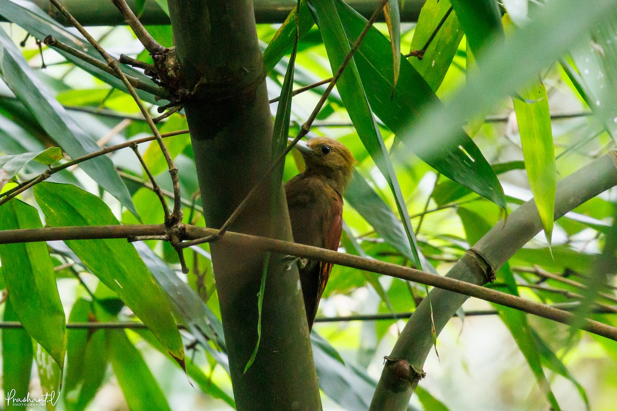Pale-headed Woodpecker - ML641004811