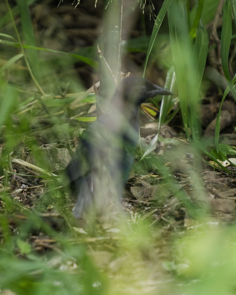 Slate-colored Boubou - ML641004812