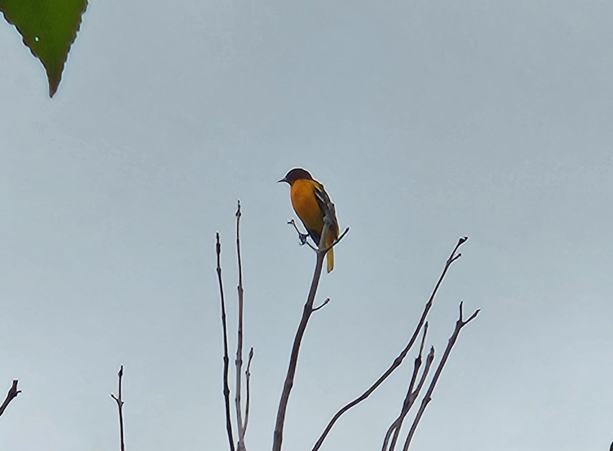 Baltimore Oriole - ML641004944
