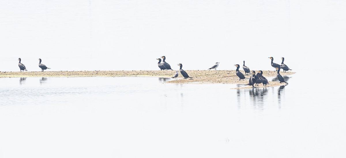 Great Cormorant - ML641004955