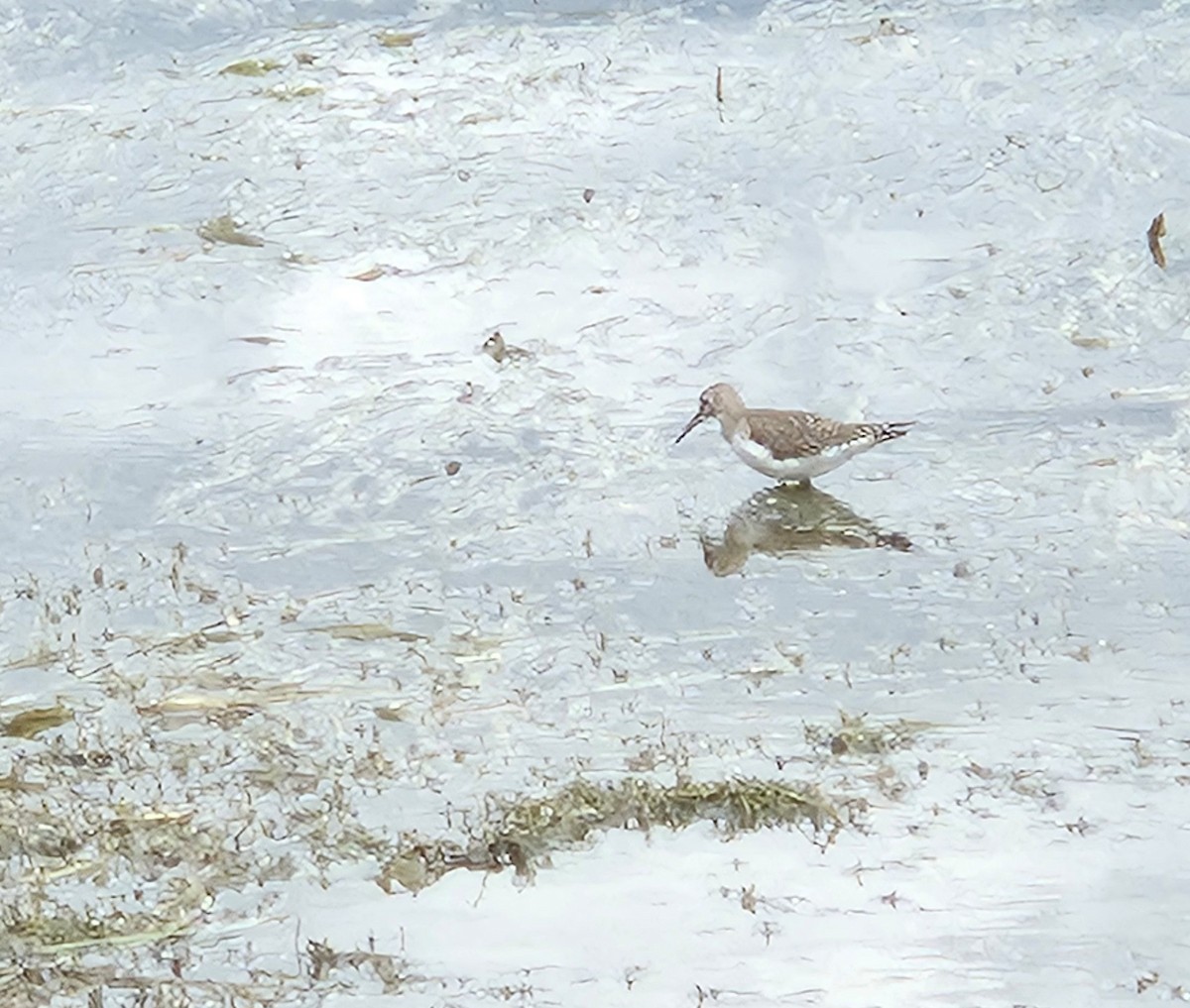 Solitary Sandpiper - ML641004969