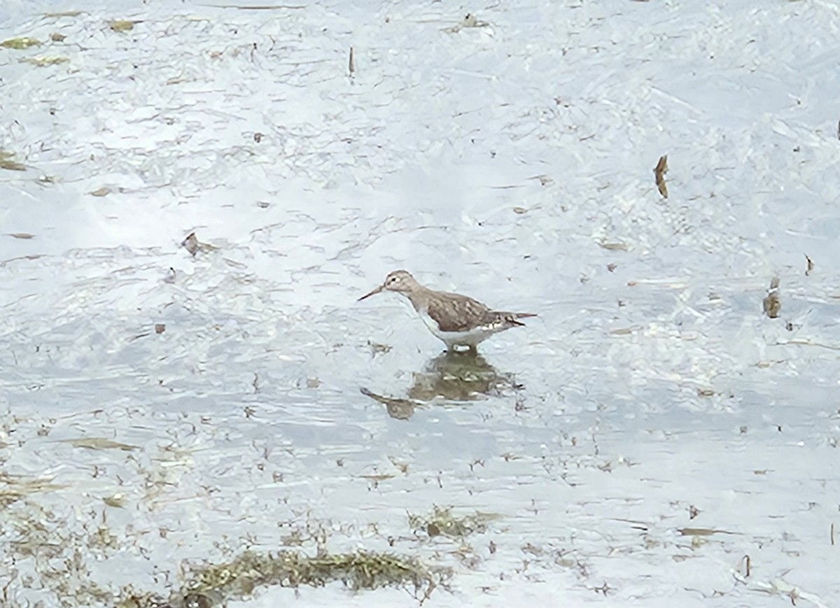 Solitary Sandpiper - ML641004970