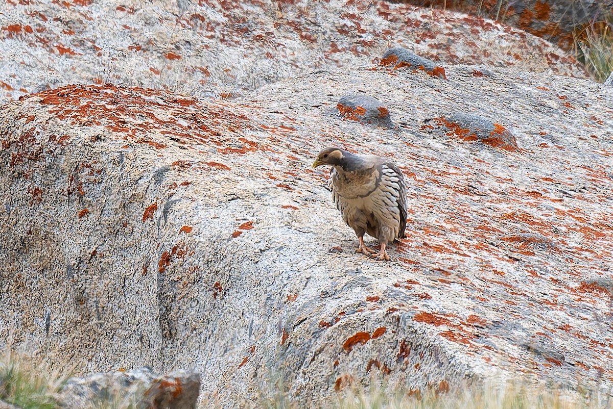 Tibetan Snowcock - ML641004971