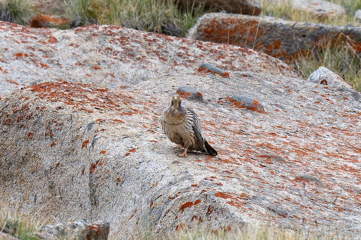 Tibetan Snowcock - ML641004972