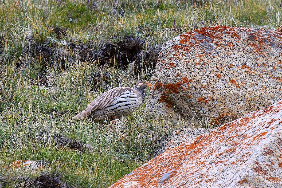 Tibetan Snowcock - ML641004973
