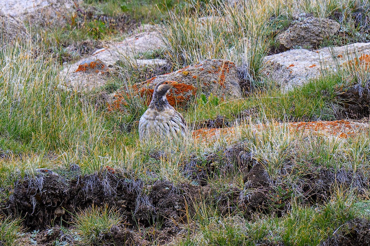 Tibetan Snowcock - ML641004974