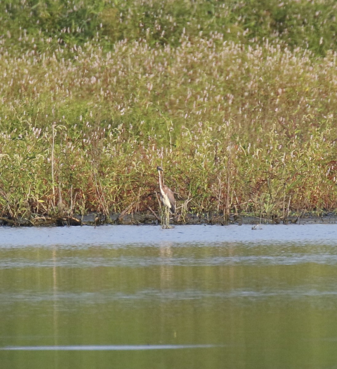 Tricolored Heron - ML641005003