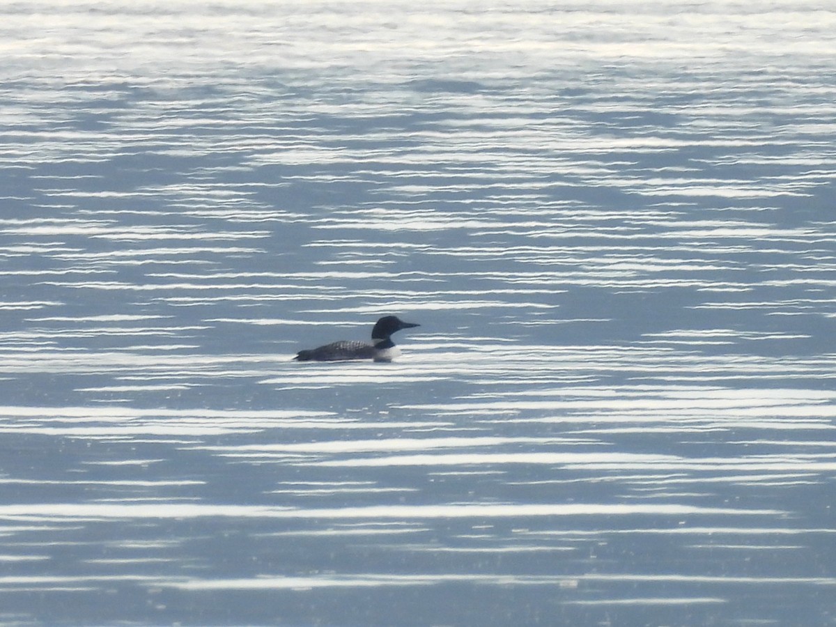 Common Loon - ML641005011