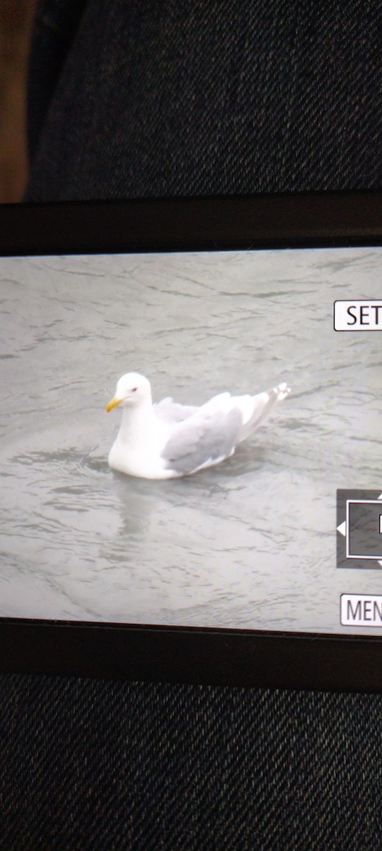 Glaucous-winged Gull - ML641005027