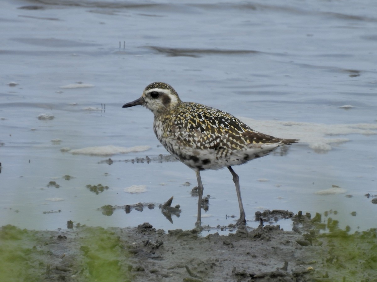 Piviere orientale - ML641005040