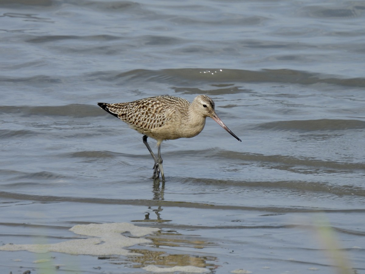 Pittima minore - ML641005048