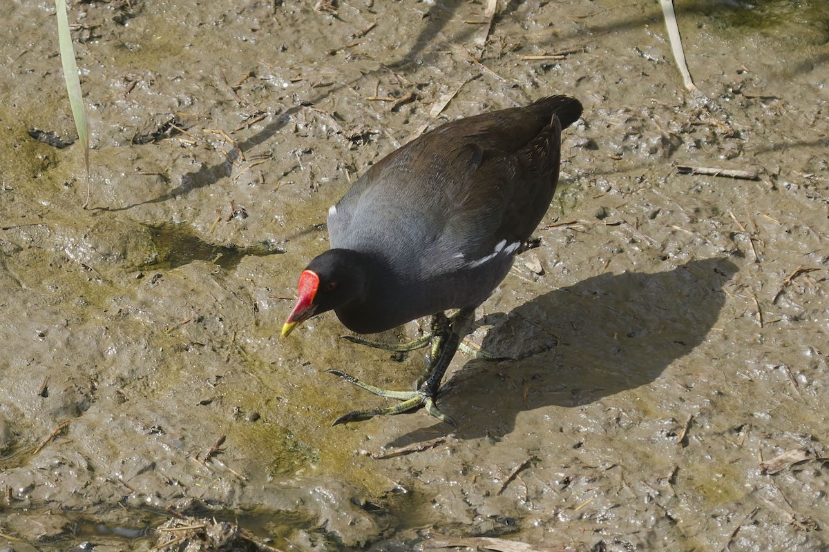 Eurasian Moorhen - ML641005052