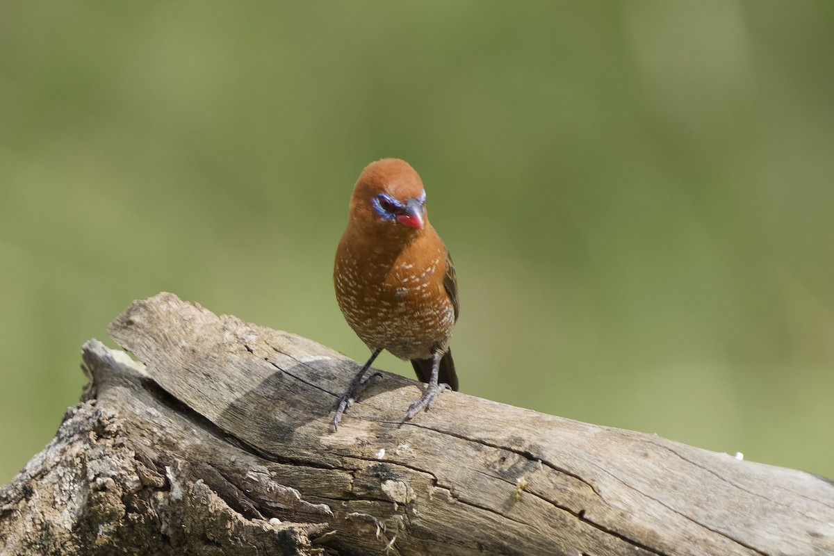 Purple Grenadier - ML641005062