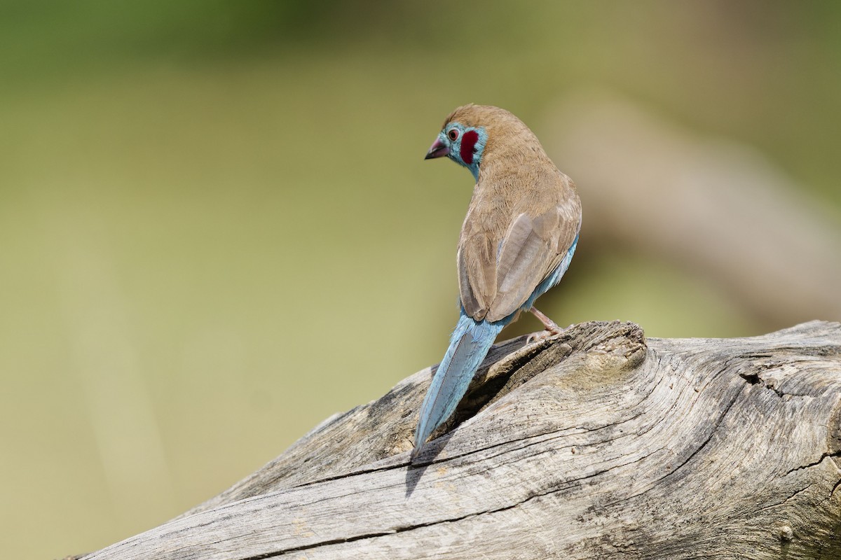 Red-cheeked Cordonbleu - ML641005065