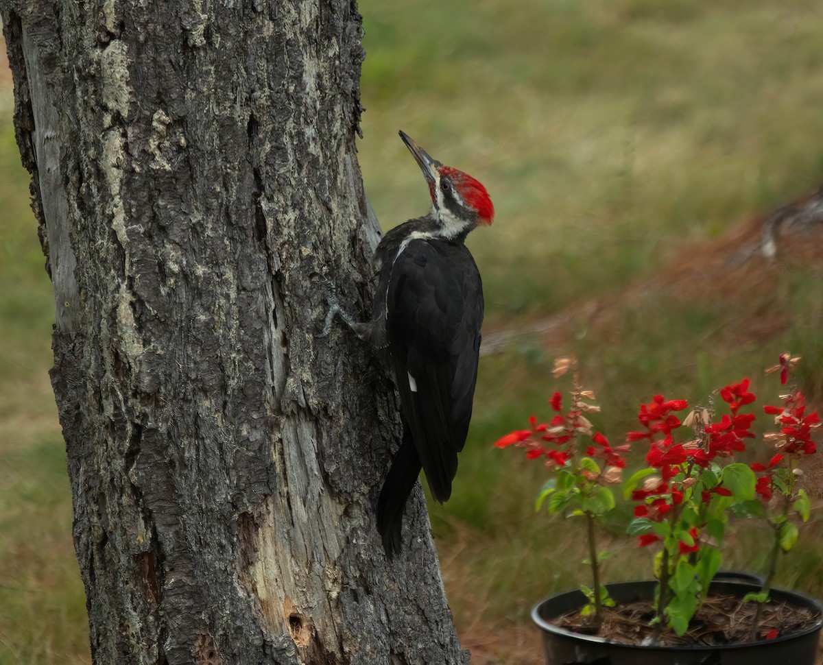 Pileated Woodpecker - ML641005074