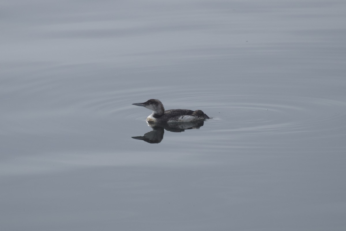 Common Loon - ML641005100