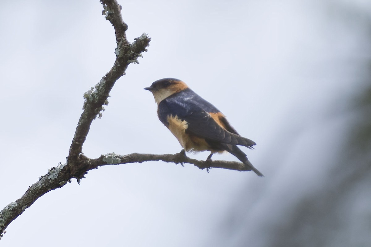 African Red-rumped Swallow - ML641005113