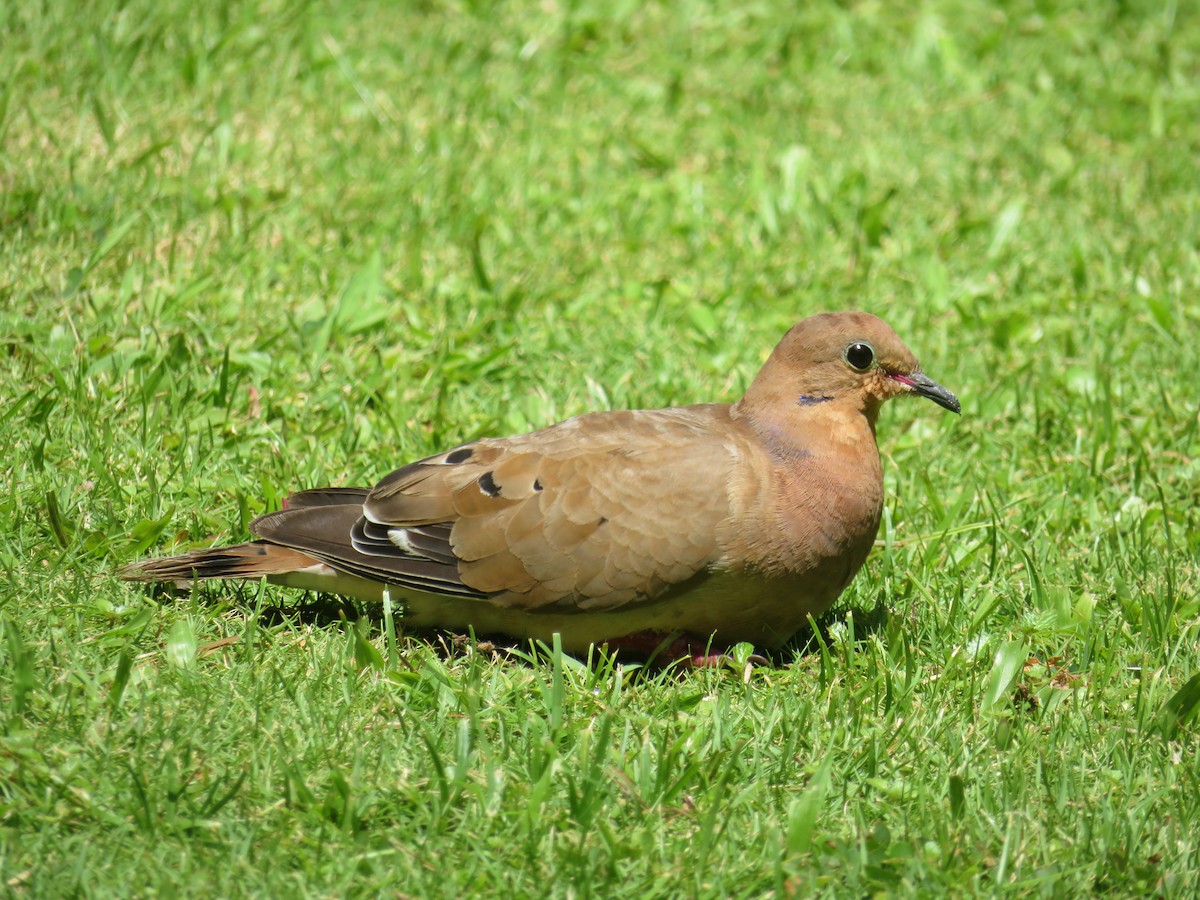 Zenaida Dove - ML641005121