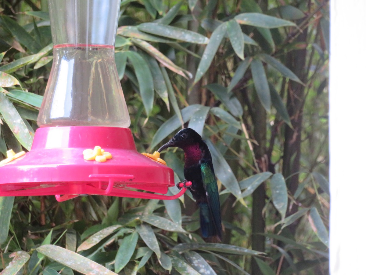 Purple-throated Carib - ML641005133