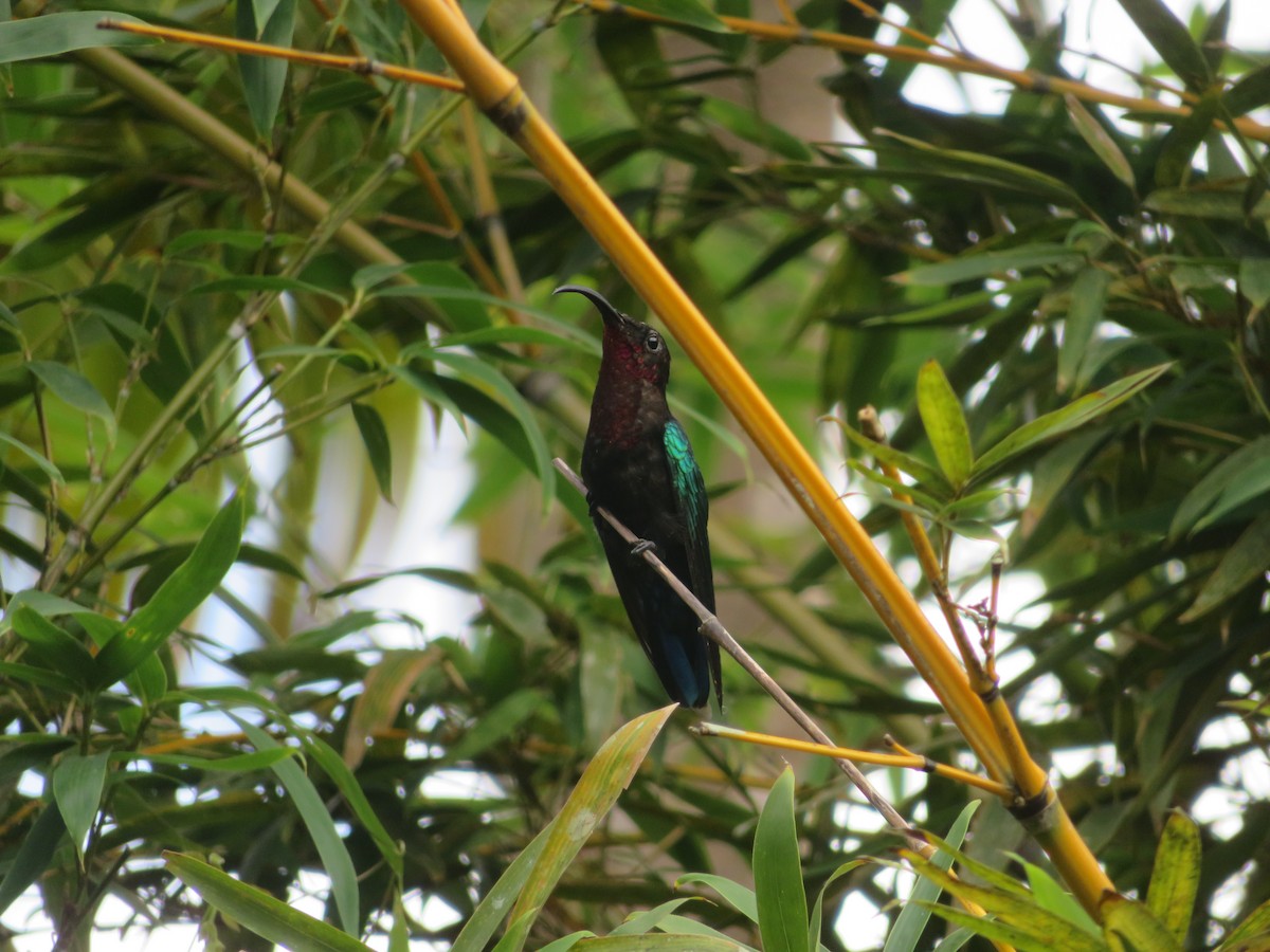 Purple-throated Carib - ML641005139