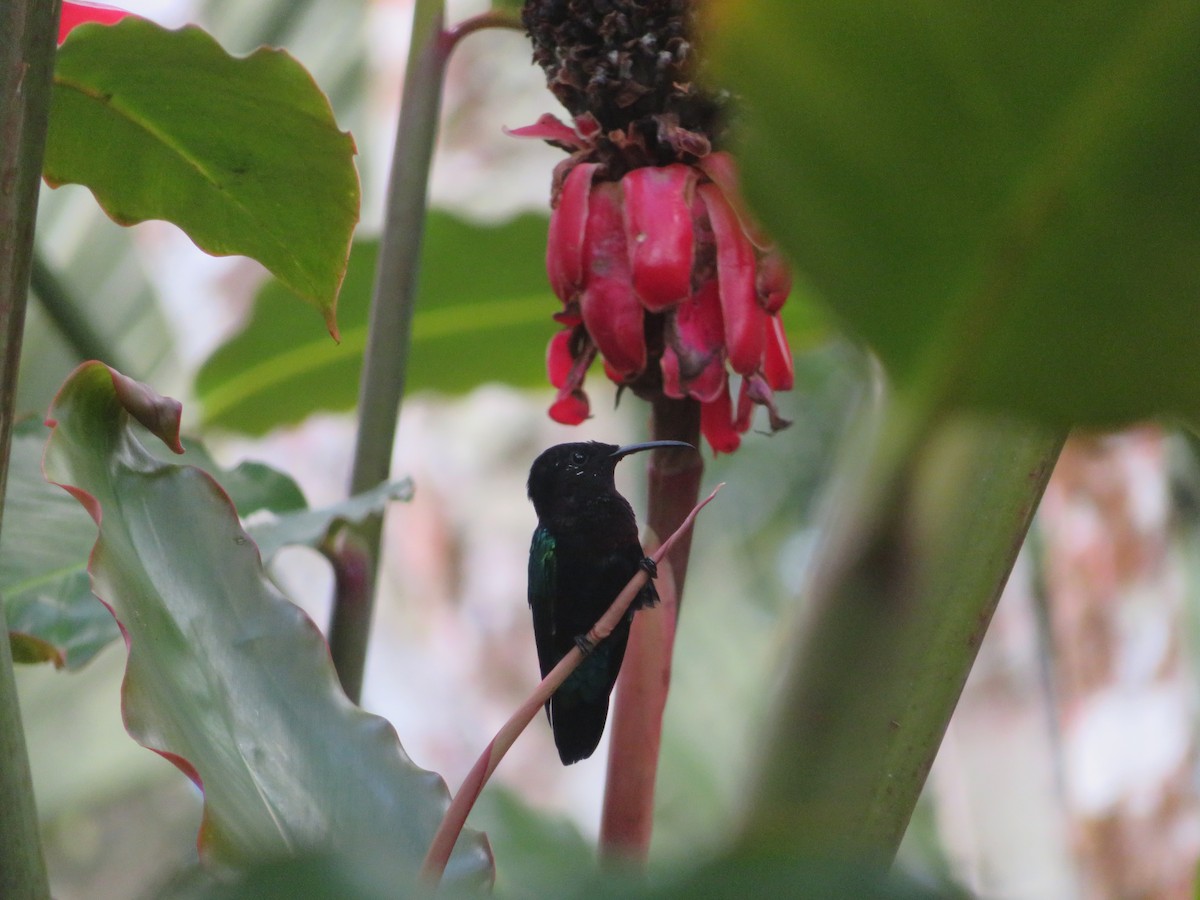 Purple-throated Carib - ML641005144