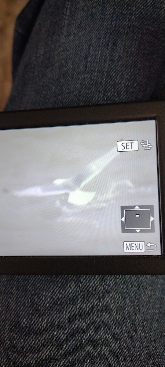 Glaucous-winged Gull - ML641005147