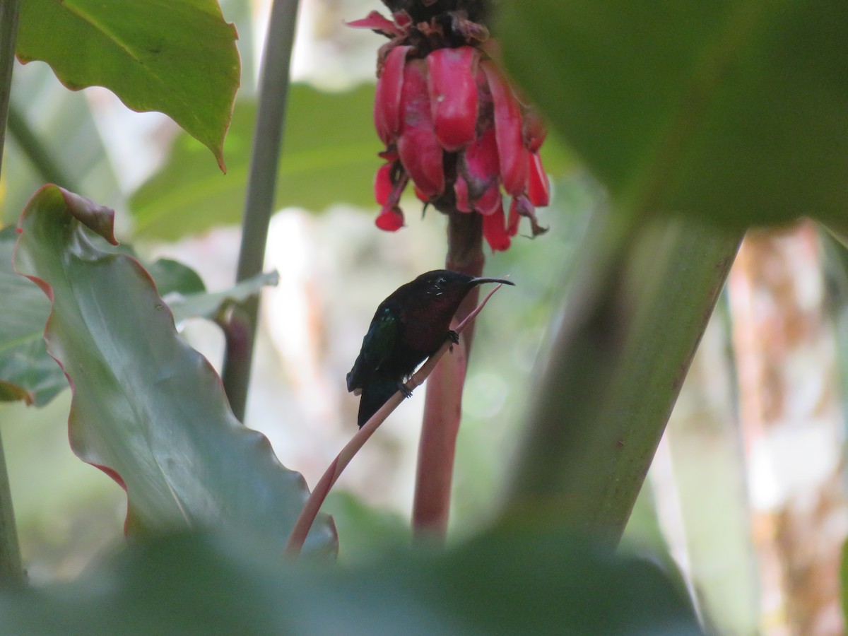 Purple-throated Carib - ML641005150